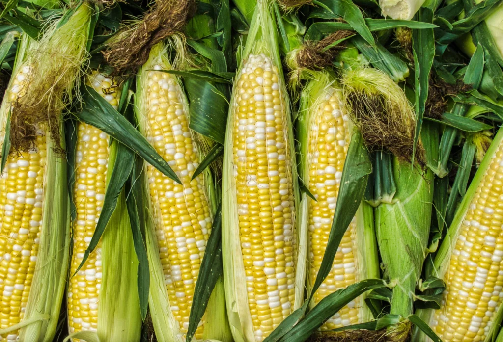 Sweet-Corn-1-scaled-1